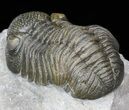 Austerops (Phacops) Trilobite - Great Eyes #40134-4